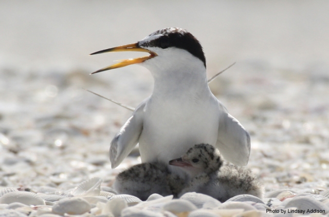 Least Tern shading young chicks.